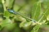 Ischnura elegans